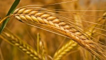 Правительство России введет экспортные пошлины на зерно