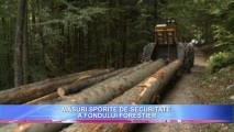 Fondul forestier din Moldova, mai cruțat pe timp de iarnă