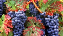 Молдова увеличила объемы производства и экспорта винограда в 2014 году