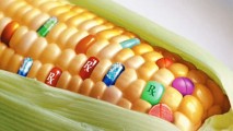 Страны Евросоюза будут сами определять условия выращивании на своей территории ГМО-культур