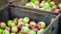 Молдова начала экспорт яблок в Египет