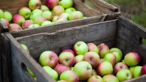 Россия не пропустила 19 тонн яблок из Молдовы для Казахстана