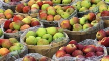 Румынские импортеры не оправдали надежд молдавских производителей яблок