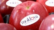 ANUNȚ de ULTIMA ORĂ! Rosselhoznadzor a amânat EMBARGOUL pentru merele moldovenești