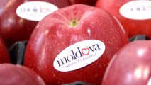 Египет и Индия – перспективные рынки для молдавских яблок