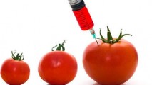 Fiecare țară din UE au dreptul să interzică sau să aprobe cultivarea organismelor modificate genetic