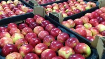 Primele mere, în Rusia după embargou! Nu se știe dacă au trecut toate controalele fitosanitare