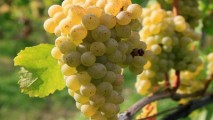 Дмитрий Мунтяну: Молдове нужно иметь больше вин из собственных сортов винограда