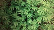 Germania ar putea legaliza cannabisul
