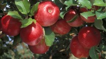 Recolta de mere din anul curent va fi mai mică ca în alţi ani