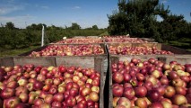 Fructele şi legumele moldoveneşti ar putea fi exportate în Belarus