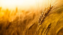 Ucraina vrea să menţină exportul de cereale la un nivel ridicat şi în 2015-2016