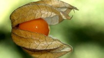 Cireșele de pământ - o adevărată bombă de vitamina C și are mare căutare în industria alimentară