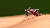 Власти Британии и Билл Гейтс потратят $4 млрд на борьбу с малярией