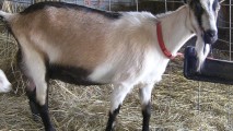 В Гагаузии успешно выращивают коз зааненской и альпийской пород