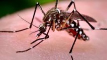 VIRUSUL ZIKA Lupta împotriva țânțarului Aedes aegypti are nevoie de o strategie globală
