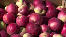 Международная афера: польские яблоки попали в Литву, стали молдавскими и оказались в России