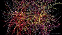 Создана 3D-карта нейронов головного мозга