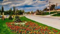 В Оргееве расцвели 40 тысяч тюльпанов высаженных в прошлом году