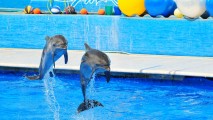 Впервые в Кишиневе откроется дельфинарий