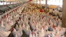 Молдова может начать экспорт в ЕС продукции птицеводства с 2017 г.