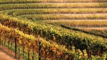 Чехия помогает Молдове внедрить Виноградно-винодельческий регистр