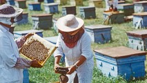 Franța – principala piață de desfacere pentru mierea din Moldova