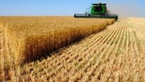 Журналисты требуют от властей доступа к информации о том, что решения о ценах на зерно еще нет