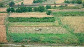 Представители китайского бизнеса заинтересованы в аренде сельхозугодий Молдовы