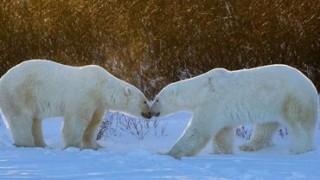 Cercetătorii ruși din Oceanul Arctic, asediați de urșii polari