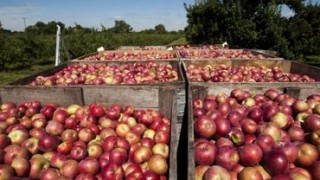 Start sezonului de cules mere. Roada ar putea fi cu 20% mai mică decât în 2015