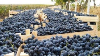 Виноградари из Гагаузии собирают богатый урожай