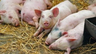 Transnistria a interzis importul cărnii de porc din Moldova