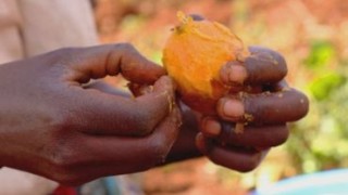 Всемирная продовольственная премия вручена ученым за сладкий картофель