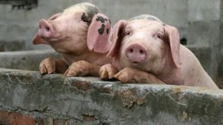 Новых вспышек африканской чумы свиней в Молдове не было зафиксировано