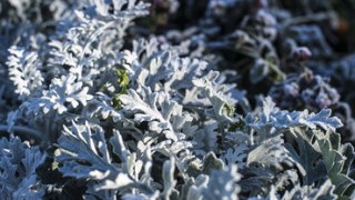 Зима приходит в Молдову: какая погода ждёт жителей страны в ближайшие дни