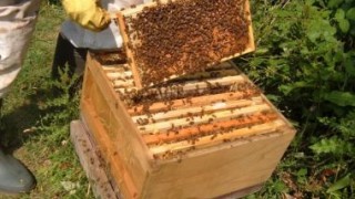 В Минсельхозе обсудят проблемы пчеловодов Молдовы