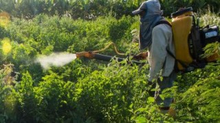 ANSA объявляет войну незаконной торговле пестицидами