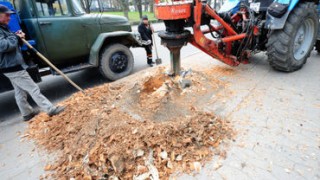 Киртоакэ распорядился вырубить более двухсот деревьев на Мунчештском шоссе