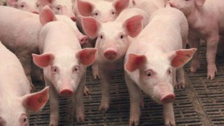 Украина потеряла от африканской чумы свиней десятки миллионов долларов