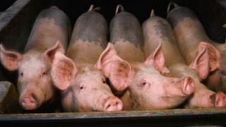 Карантин по африканской чуме свиней сняли в двух селах Молдовы