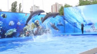Кишиневский дельфинарий могут закрыть