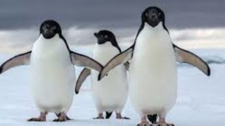 Peste jumătate din pinguinii de la un acvariu din Irlanda au format perechi gay