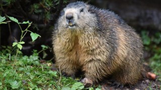 Noi detalii în cazul soților care au murit după ce au mâncat o marmotă