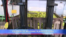 PIERDERI DE MILIOANE ÎN AGRICULTURĂ. EMBARGOUL RUS ÎȘI FACE EFECTUL