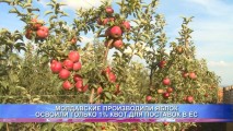 МОЛДАВСКИЕ ПРОИЗВОДИЛИ ЯБЛОК ОСВОИЛИ ТОЛЬКО 1% КВОТ ДЛЯ ПОСТАВОК В ЕС