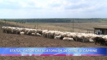 Statul, dator crescătorilor de ovine și căprine