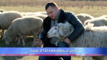 Un ciobănaș spune cum trebuie îmblânzită oaia, stapâna anului 2015