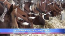 Raioanele de Top ale Moldovei. Unde se produce mai mult cașcaval și sunt pensii mai mari