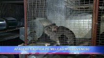 Afacere exotică pe meleag moldovenesc! Creșterea șinșilelor aduce un mare profit pentru un antreprenor